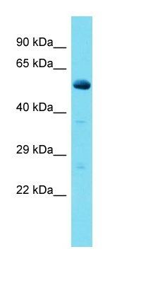 Ccdc174 antibody