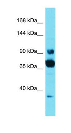 CCDC178 antibody