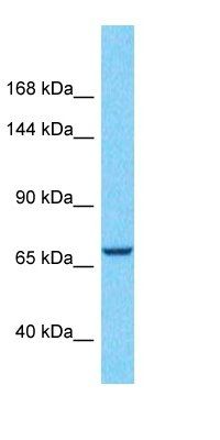 CCDC180 antibody