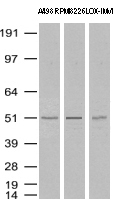 CCDC27 antibody