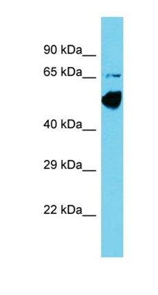 CCDC41 antibody