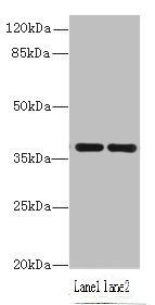 CCDC42 antibody