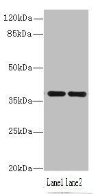 CCDC42 Antibody
