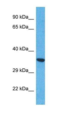CCDC42B antibody