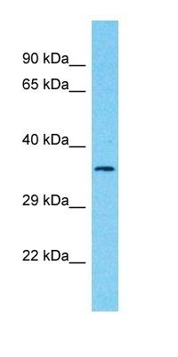 CCDC42B antibody