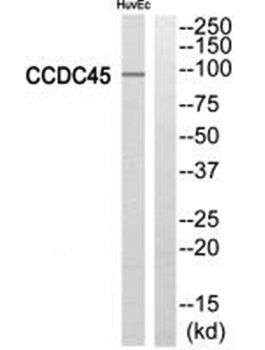 CCDC45 Antibody