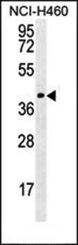 CCDC54 antibody