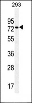 CCDC55 antibody