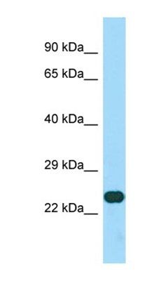 CCDC59 antibody