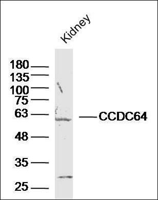 CCDC64 antibody