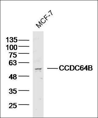 CCDC64B antibody