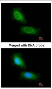 CCDC68 antibody