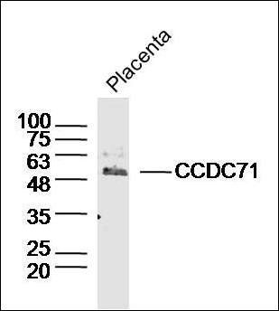 CCDC71 antibody