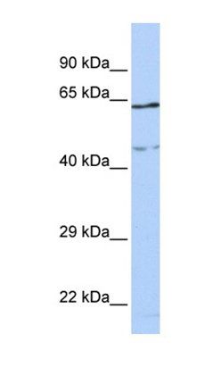 CCDC74A antibody