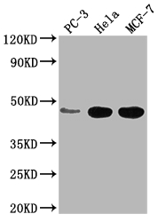 CCDC74B antibody