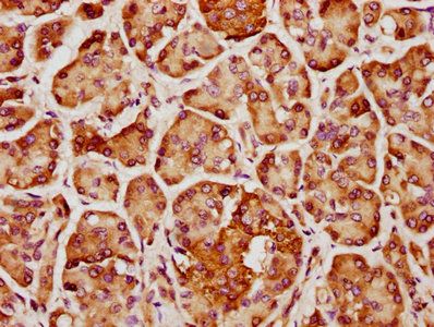 CCDC81 Antibody
