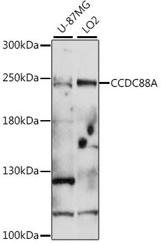 CCDC88A antibody