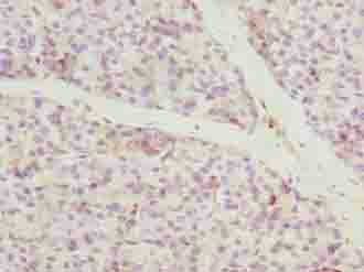 CCDC89 antibody