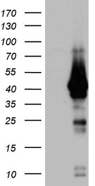 CCDC93 antibody