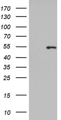 CCDC93 Antibody