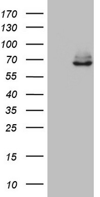 CCDC93 Antibody