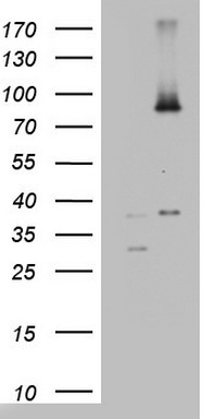 CCDC93 Antibody