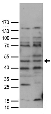 CCDC98 (FAM175A) antibody