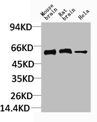 CCKBR antibody