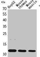 CCL11 antibody