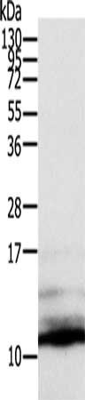 CCL13 antibody