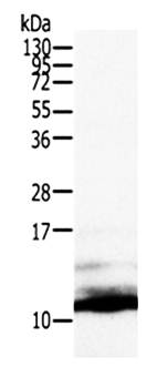 CCL13 Antibody