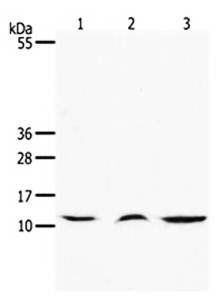 CCL17 Antibody