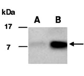CCL20 (N) Antibody, Rabbit Polyclonal