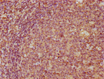 CCL21 antibody