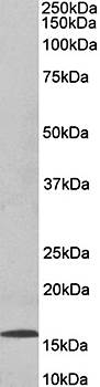 Goat anti-CCL21 Antibody