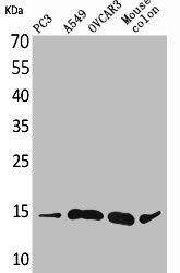 CCL26 antibody