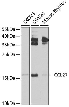 CCL27 antibody