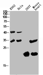 CCL27 Antibody