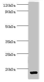 CCL28 Antibody