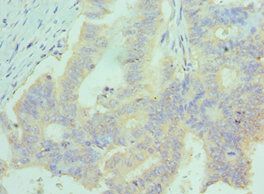 CCL28 Antibody