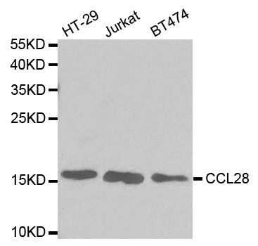 CCL28 antibody