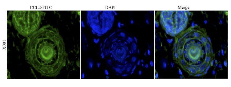 MCP1 antibody (FITC)