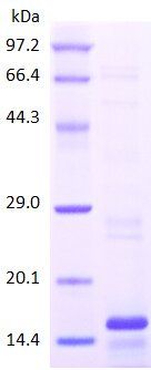 MCP1 protein