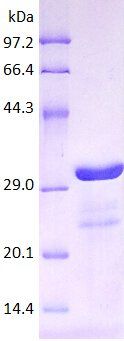 MCP1 protein