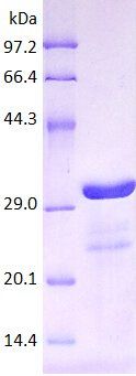 MCP1 protein