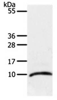 CCL3L1 Antibody