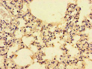 CCL4 Antibody