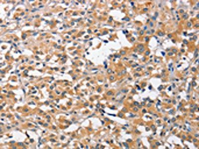 CCL4 Antibody