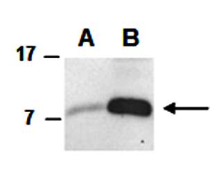 CCL4 (C) Antibody, Rabbit Polyclonal