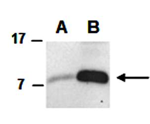 CCL4 antibody